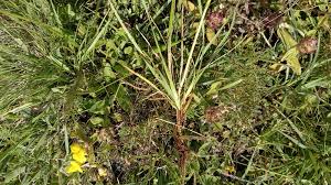 Attēlu rezultāti vaicājumam “Cynosurus cristatus flower”