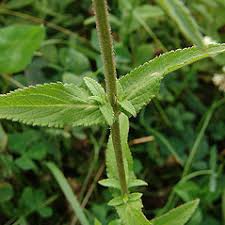 Attēlu rezultāti vaicājumam “Stachys palustris flower”