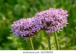 Attēlu rezultāti vaicājumam “Allium holandicum leaf”