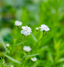 Image result for Achillea Ptarmica