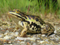 Attēlu rezultāti vaicājumam “Pelophylax adult”