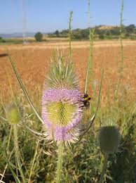 Attēlu rezultāti vaicājumam “Dipsacus fullonum fruit”