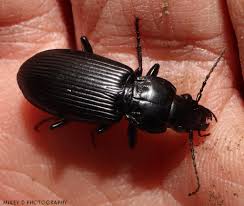 Attēlu rezultāti vaicājumam “Carabidae”