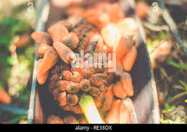 Attēlu rezultāti vaicājumam “Carex arenaria  fruit”