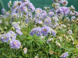 Image result for Geranium `Summer Skies`
