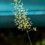 Attēlu rezultāti vaicājumam “Trisetum flavescens flower”