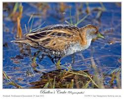 Image result for Porzana pusilla