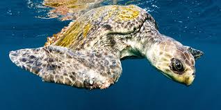 Image result for Lepidochelys olivacea