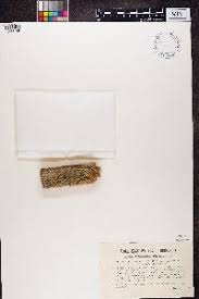 Attēlu rezultāti vaicājumam “Cliostomum corrugatum”