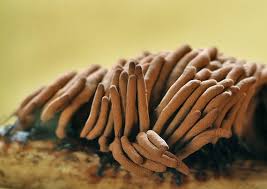 Attēlu rezultāti vaicājumam “Stemonitopsis gracilis”