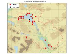 Attēlu rezultāti vaicājumam “Callitriche hermaphroditica”