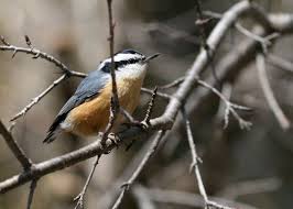 Image result for Sitta canadensis