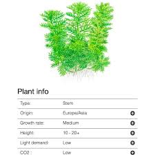 Attēlu rezultāti vaicājumam “Hottonia palustris leaf”