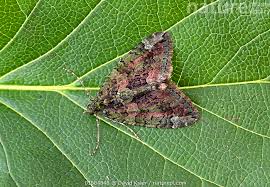 Attēlu rezultāti vaicājumam “Chloroclysta siterata”