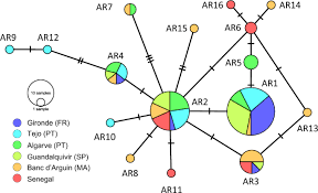 Image result for Argyrosomus coronus