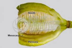 Attēlu rezultāti vaicājumam “Lilium martagon fruit”