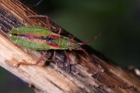 Attēlu rezultāti vaicājumam “Myrmus miriformis”