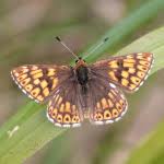 Attēlu rezultāti vaicājumam “Hamearis lucina underside”