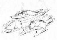 Attēlu rezultāti vaicājumam “Physarum bivalve”