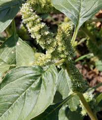 Attēlu rezultāti vaicājumam “Amaranthus retroflexus leaf”