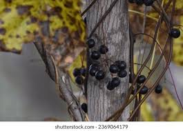 Attēlu rezultāti vaicājumam “Menispermum dauricum fruit”