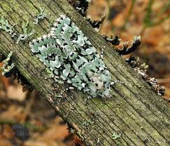 Attēlu rezultāti vaicājumam “Griposia aprilina”