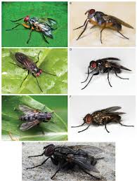 Attēlu rezultāti vaicājumam “Trichia alpina young”
