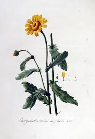 Image result for Chrysanthemum segetum