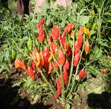 Afbeeldingsresultaat voor paper lantern hot pepper