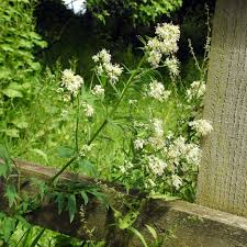 Attēlu rezultāti vaicājumam “Thalictrum flavum flower”
