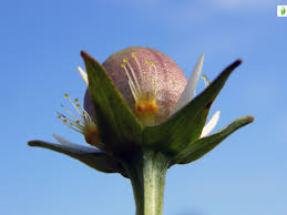 Attēlu rezultāti vaicājumam “Parnassia palustris bud”
