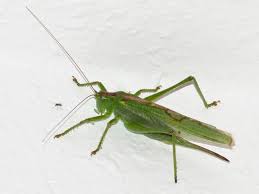 Attēlu rezultāti vaicājumam “Tettigonia viridissima”
