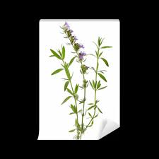 Image result for Ysop