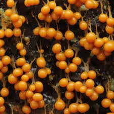 Attēlu rezultāti vaicājumam “Badhamia utricularis”