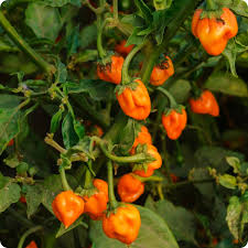 Afbeeldingsresultaat voor orange habanero hot pepper