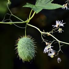 Attēlu rezultāti vaicājumam “Echinocystis lobata fruit”