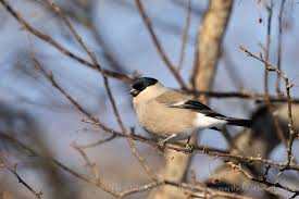Attēlu rezultāti vaicājumam “Pyrrhula pyrrhula female”