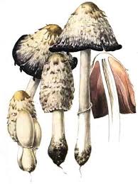 Image result for coprinus