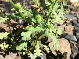 Attēlu rezultāti vaicājumam “Senecio viscosus flower”