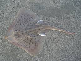 Image result for Rostroraja eglanteria