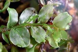 Attēlu rezultāti vaicājumam “Plagiomnium ellipticum”