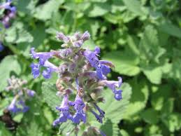 Attēlu rezultāti vaicājumam “Nepeta x faassenii leaf”