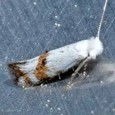 Attēlu rezultāti vaicājumam “Bucculatricidae”