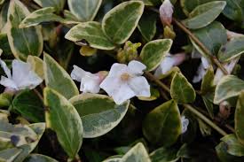 Attēlu rezultāti vaicājumam “Vinca minor leaf”