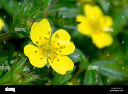 Attēlu rezultāti vaicājumam “Potentilla erecta flower”