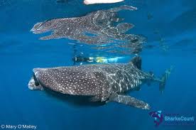 Image result for Rhincodon typus