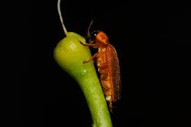 Image result for Fareham Fireflys Yc