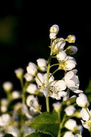 Attēlu rezultāti vaicājumam “Prunus padus var. roseiflora flower”