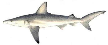 Image result for Carcharhinus limbatus