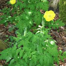 Image result for Scheinmohn